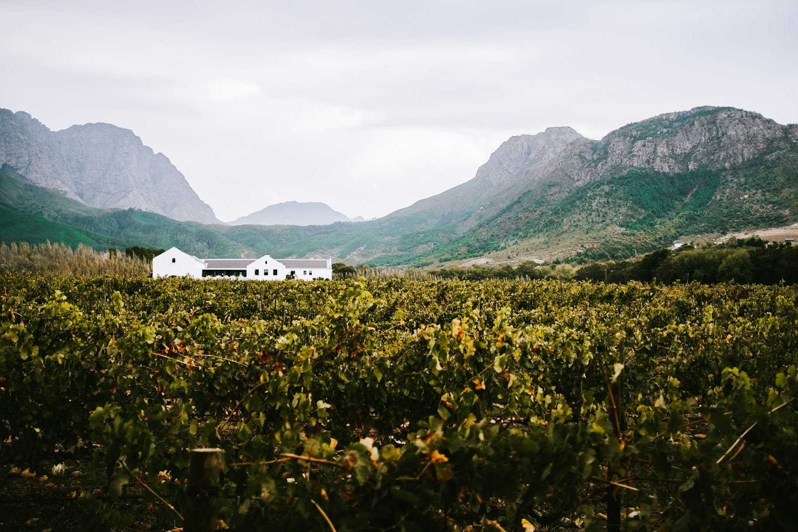 A Cape Winelands vineyard guesthouse on the South Africa gravel cycling tour