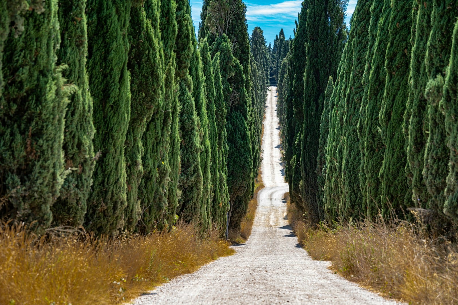 A white strade bianche gravel road lined with cypress trees winding through the Tuscan hills